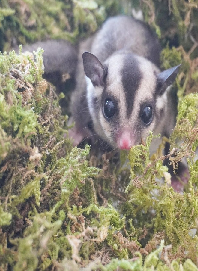 Begeterday 3.5oz Premium Sugar Glider Bedding, Ideal Sugar Glider Cage Accessories - Image 4